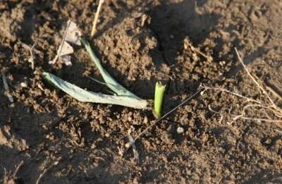 corn plant cut by black cutworm