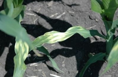 injury on corn